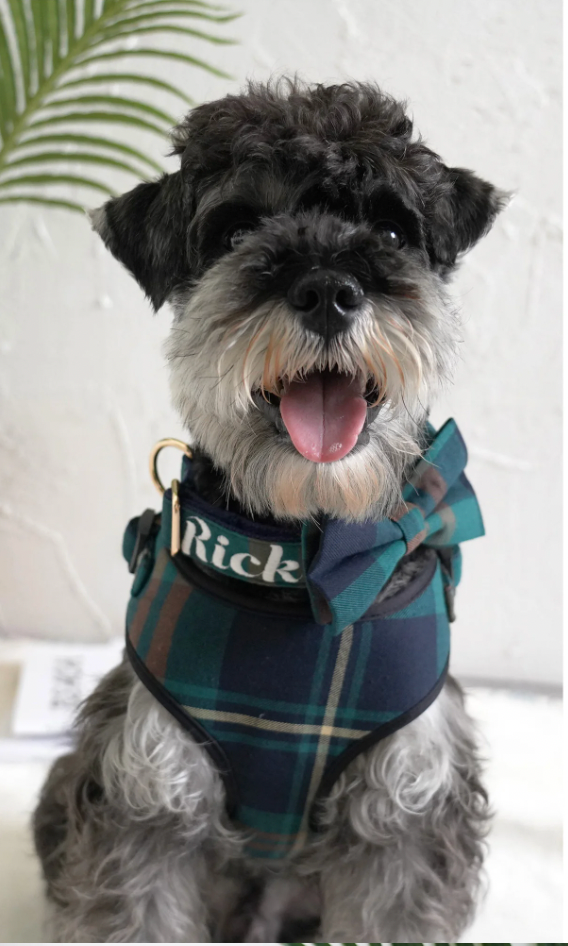 Gentleman's Plaid Bow Tie Collar